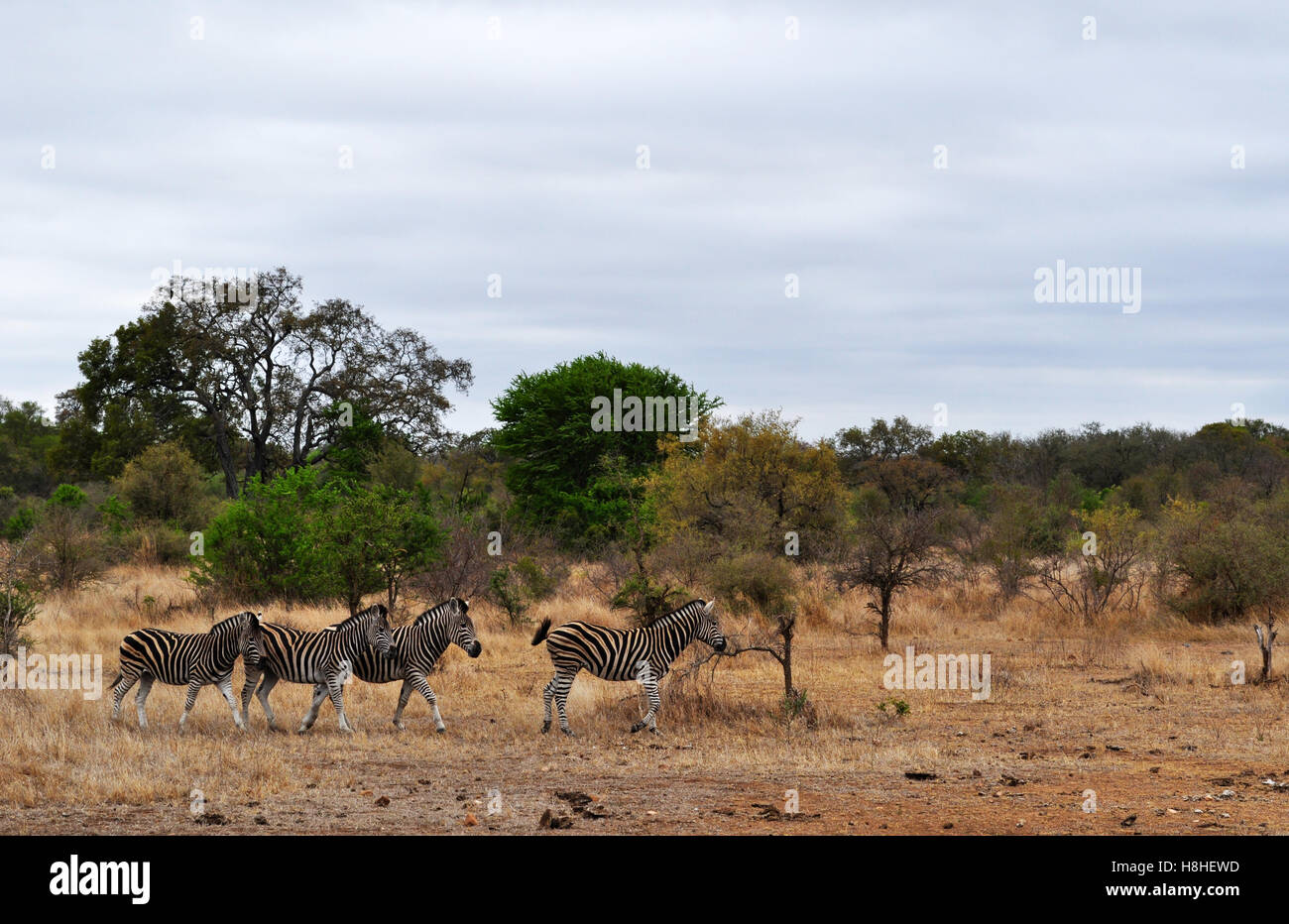 Safari in South Africa, green savannah: a herd of zebras in the Kruger National Park, the largest game reserve in Africa established in 1898 Stock Photo