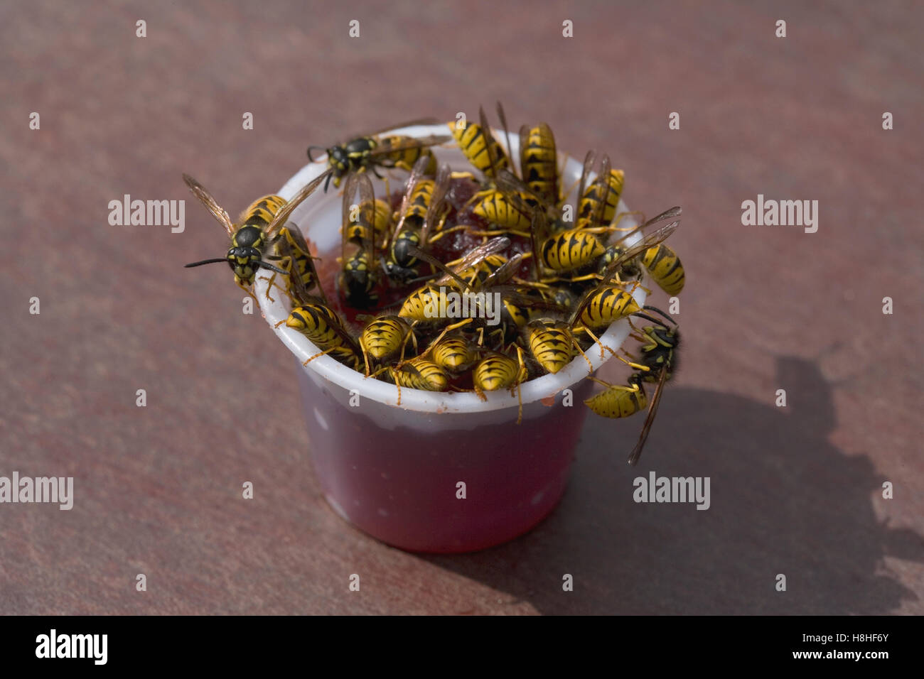 Common wasps in jam pot Stock Photo