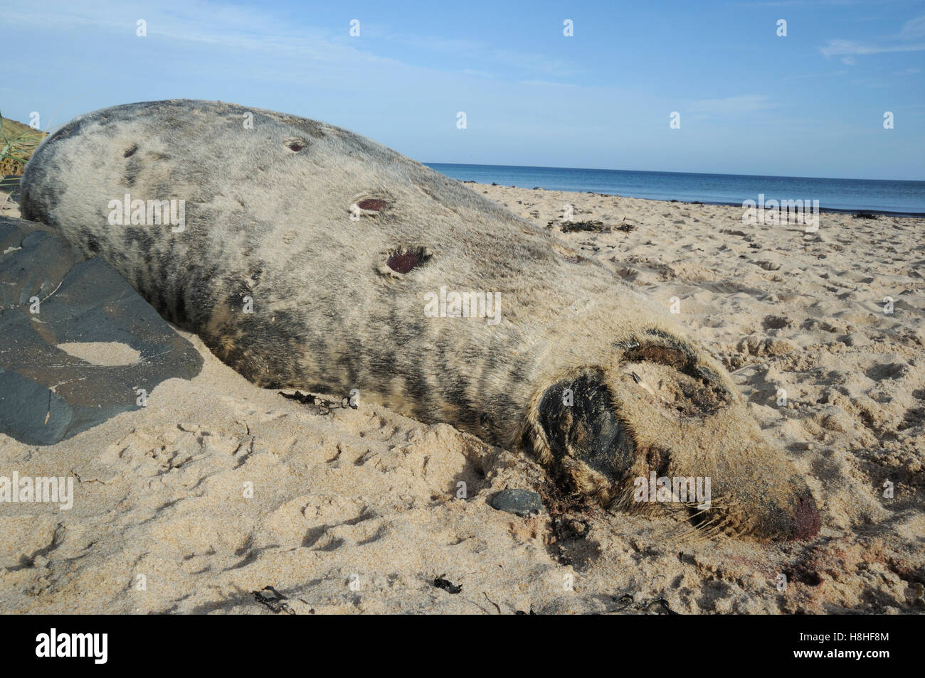 Dead Seal, Northumberland Stock Photo