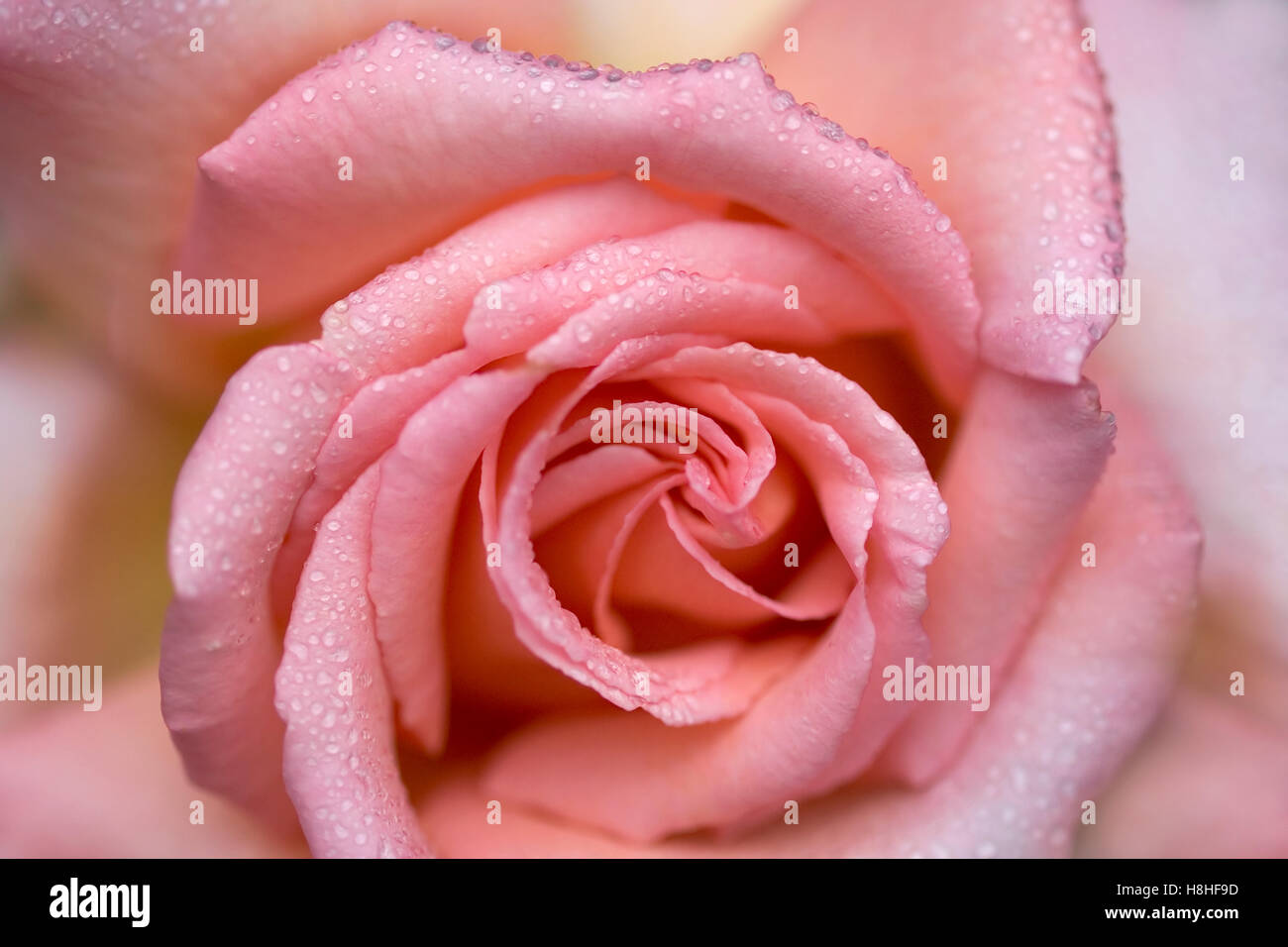 Close up of pink rose flower head, with rain drops on petals, Bentley, Suffolk Stock Photo