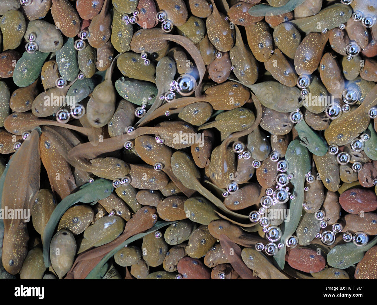 Common frog tadpoles Stock Photo