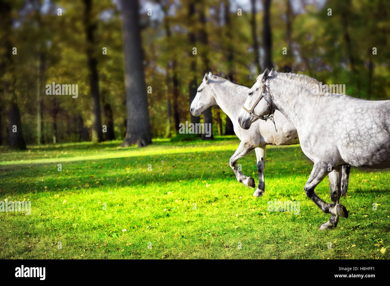 Two white horses running on lawn in the park Stock Photo