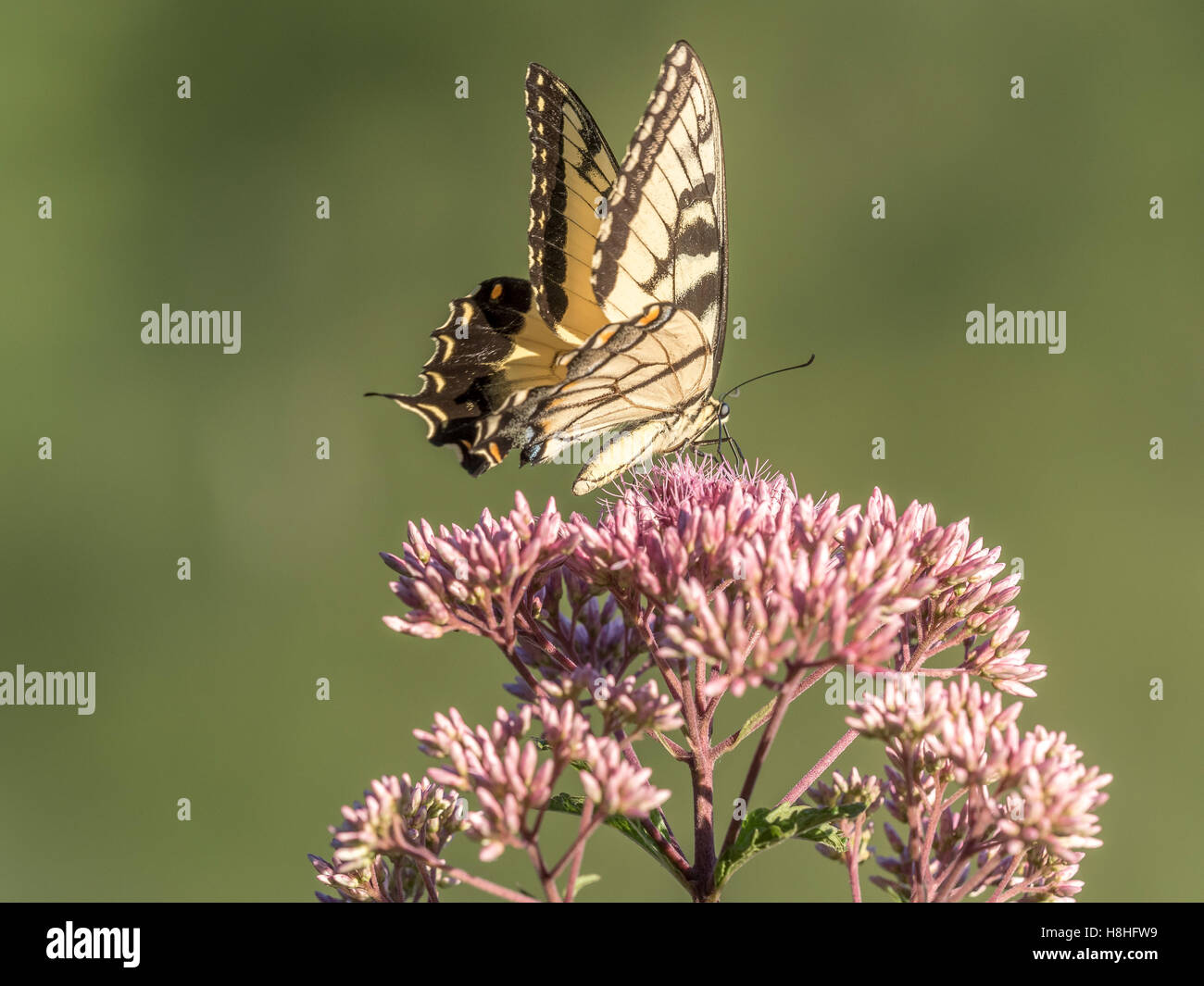Eastern tiger swallowtail, Papilio glaucus is a species of swallowtail butterfly native to eastern North America Stock Photo