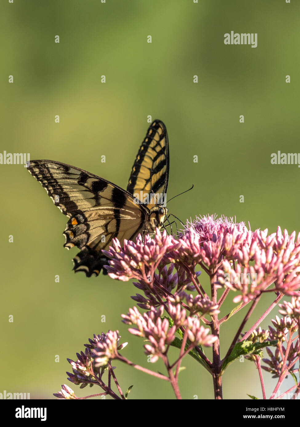 Eastern Tiger Swallowtail Papilio Glaucus Is A Species Of Swallowtail