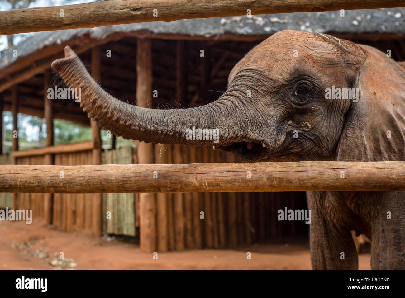 An orphan baby elephant from the Elephant Orphanage Project at the