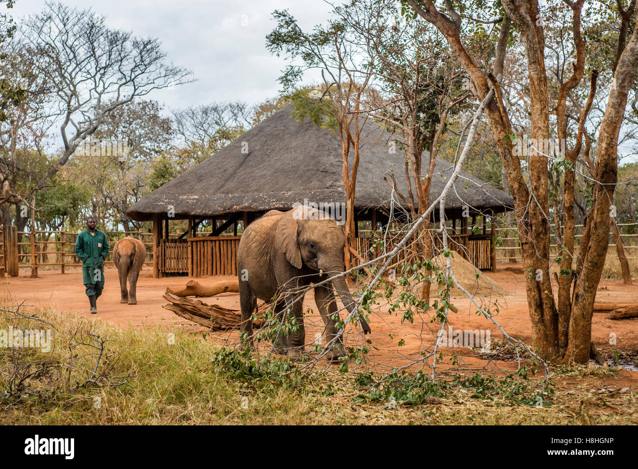 An orphan baby elephant from the Elephant Orphanage Project at the