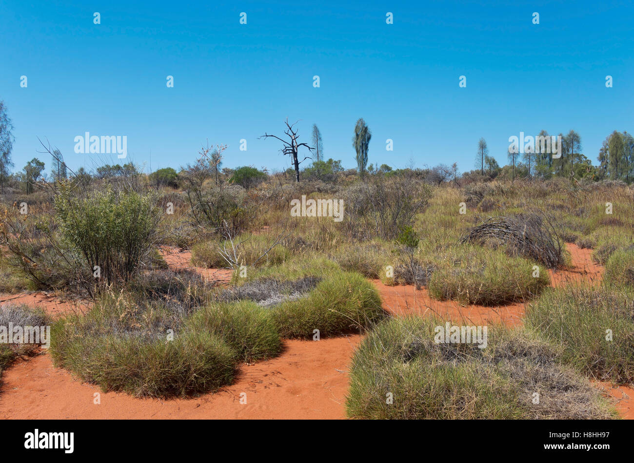 landscape of desert oak trees or allocasuarina decaisneana and brush of the austrailian outback in red center of northern territ Stock Photo