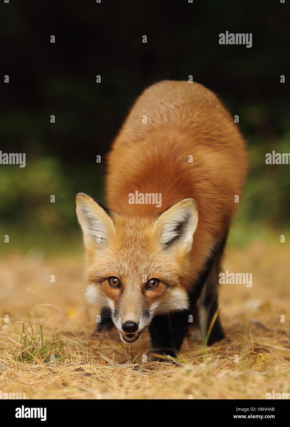 Red fox (Vulpes vulpes) in autumn in Algonquin Park in Canada Stock ...