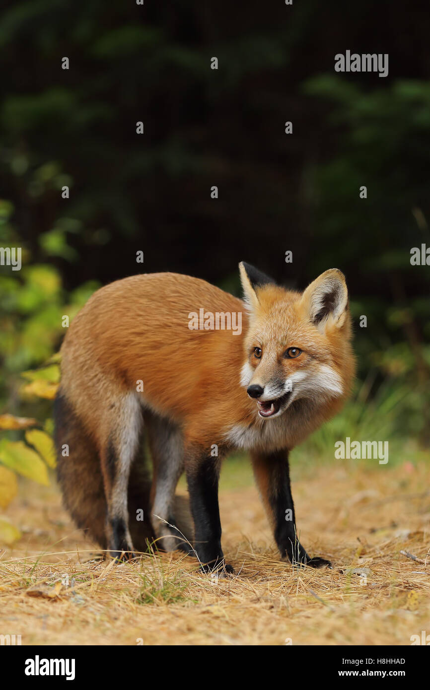 Red fox (Vulpes vulpes) in autumn in Algonquin Park in Canada Stock ...