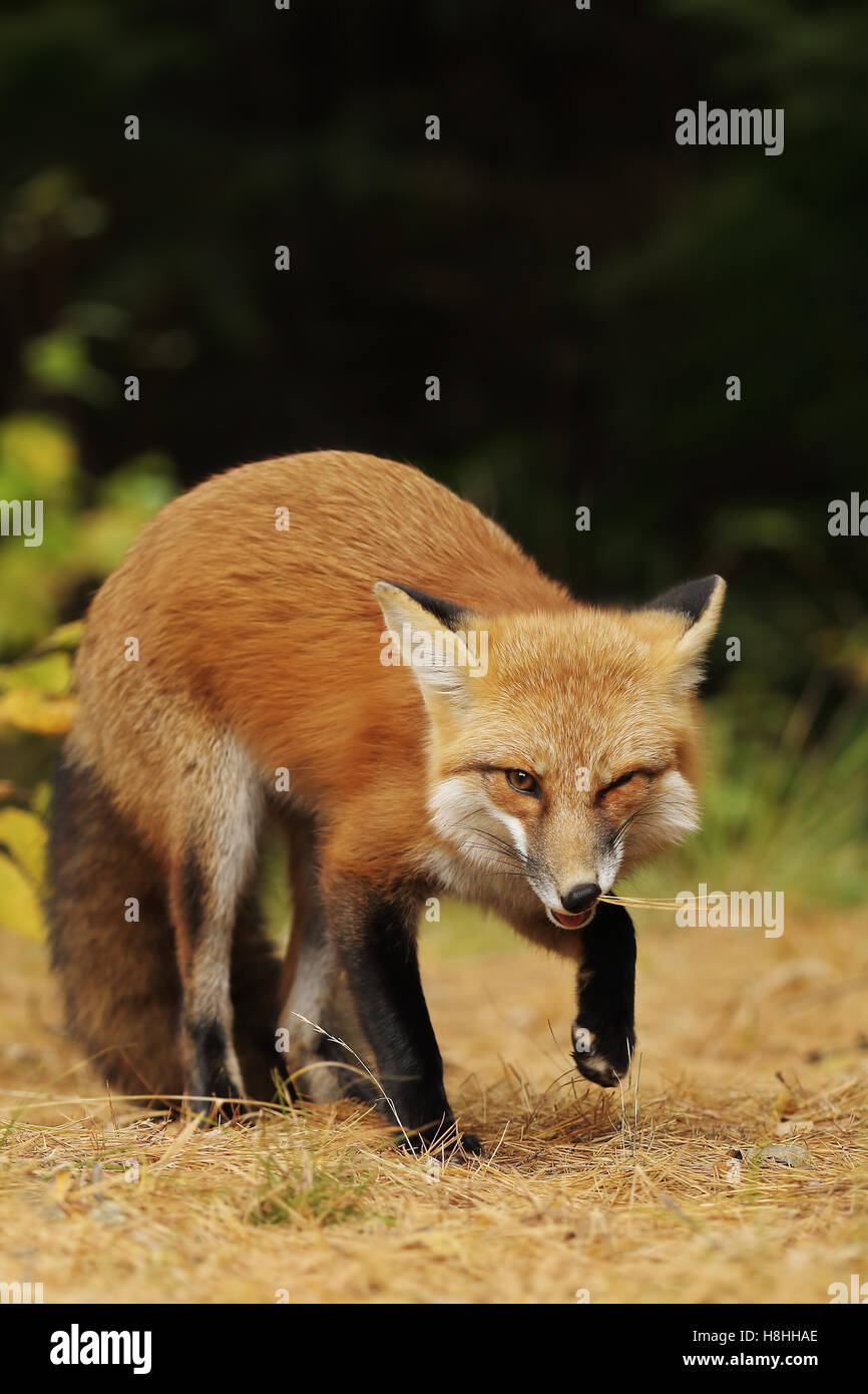 Red fox (Vulpes vulpes) in autumn in Algonquin Park in Canada Stock Photo