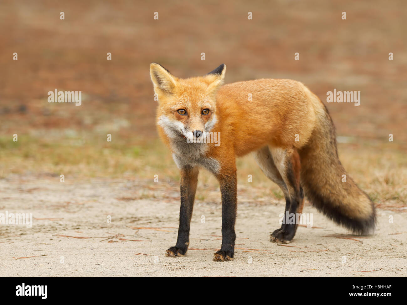 Red fox (Vulpes vulpes) in autumn in Algonquin Park in Canada Stock ...