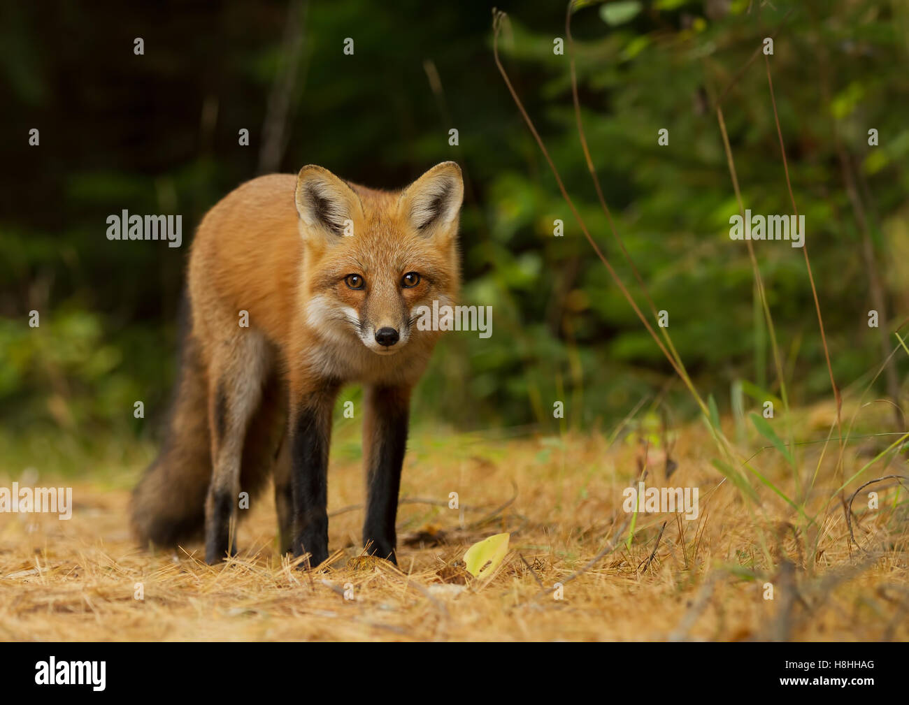 Red fox (Vulpes vulpes) in autumn in Algonquin Park in Canada Stock ...
