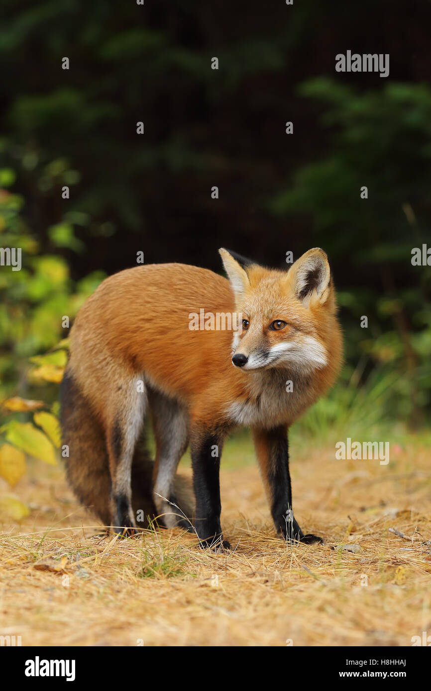 Ontario algonquin provincial park dog hi-res stock photography and ...