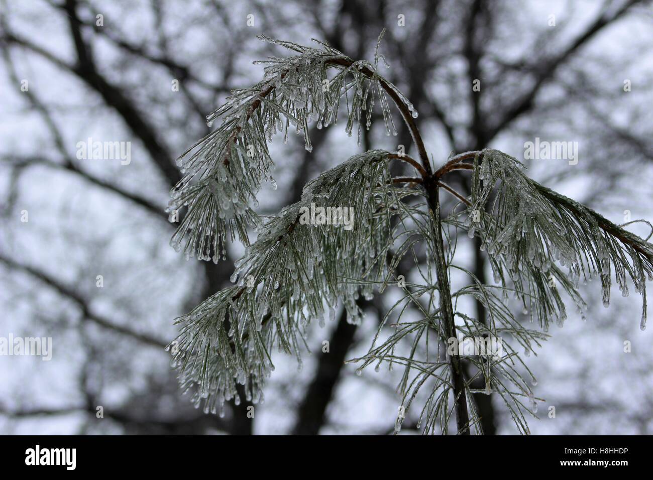 Ice Covered White Pine Bending Down Under The Weight Stock Photo - Alamy