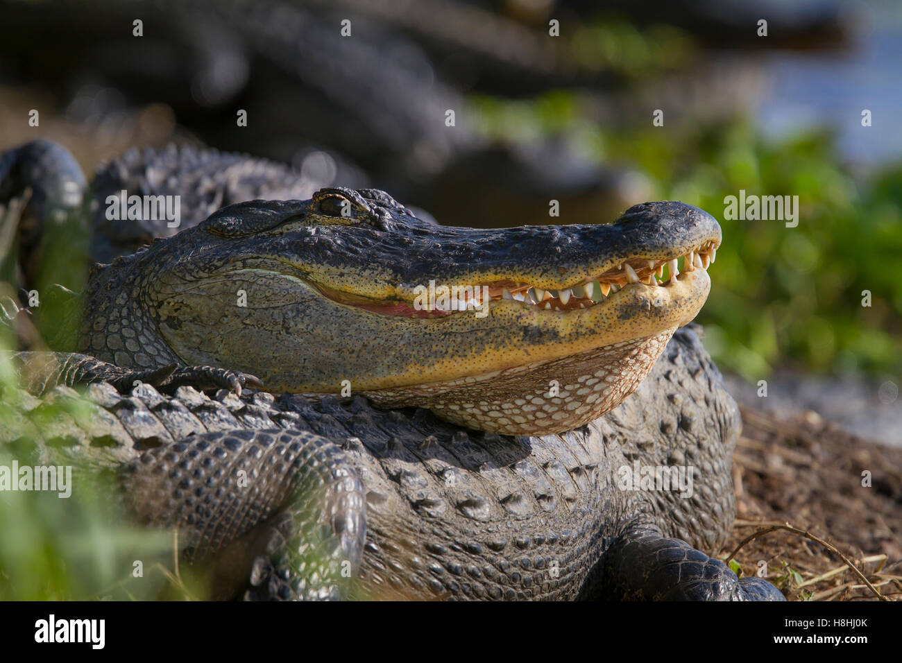 AMERICAN ALLIGATOR (Alligator mississippiensis) basking, Myakka River