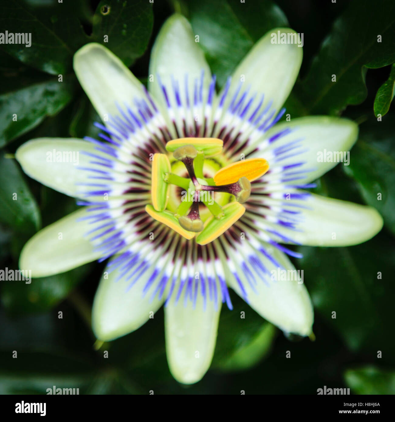 The flower of the Passion Fruit . Stock Photo