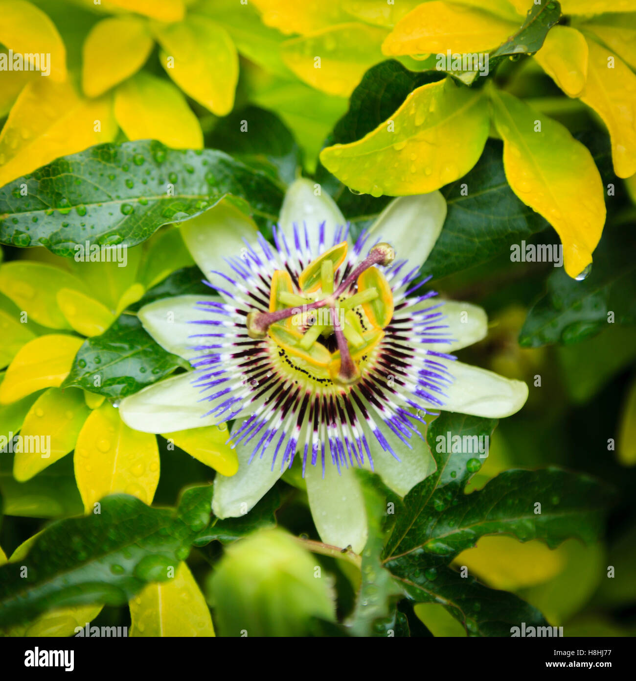 The flower of the Passion Fruit . Stock Photo