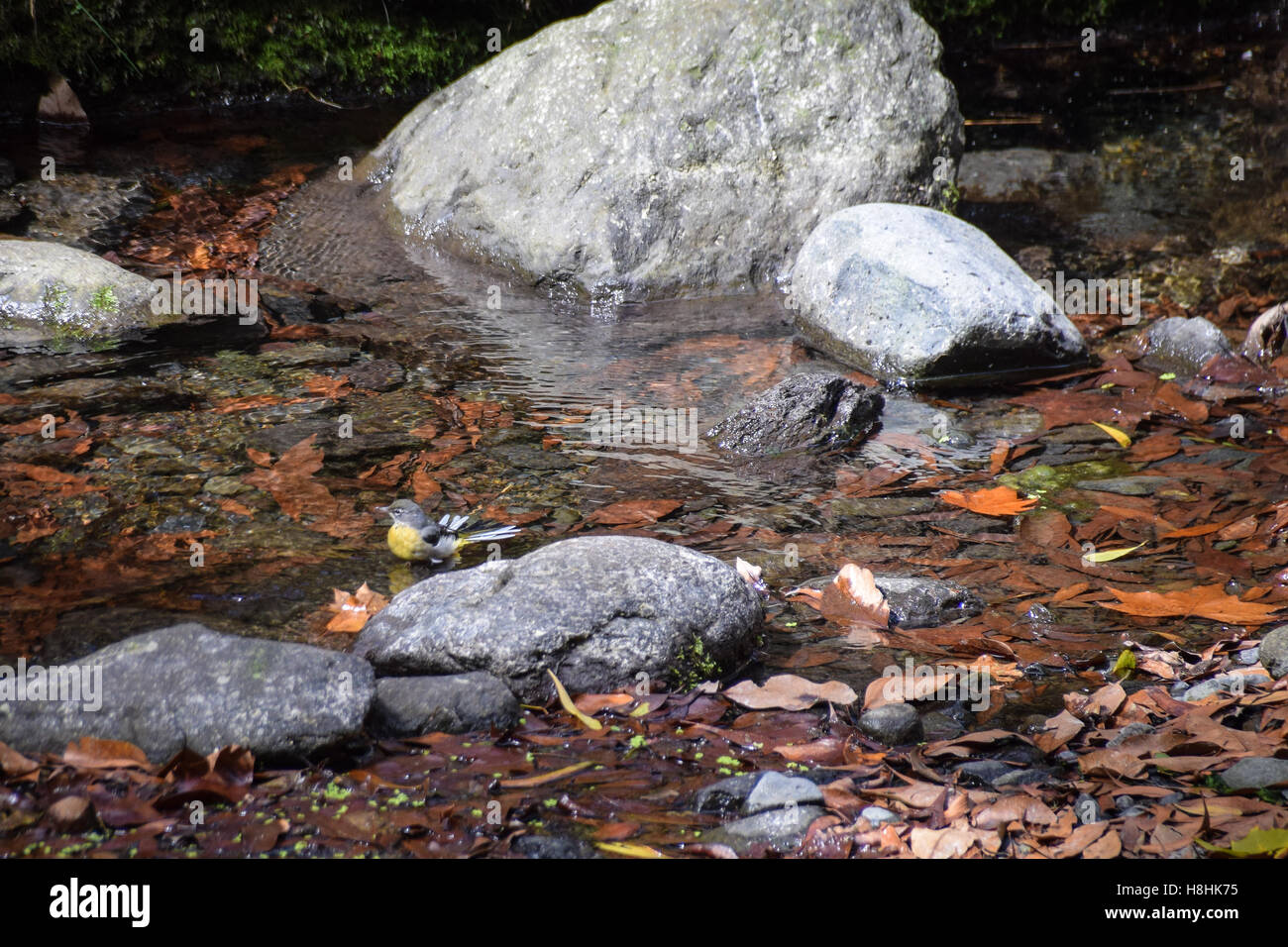 Adult Grey Wagtail (Motacilla cinerea schmitzi) washing in a stream Stock Photo