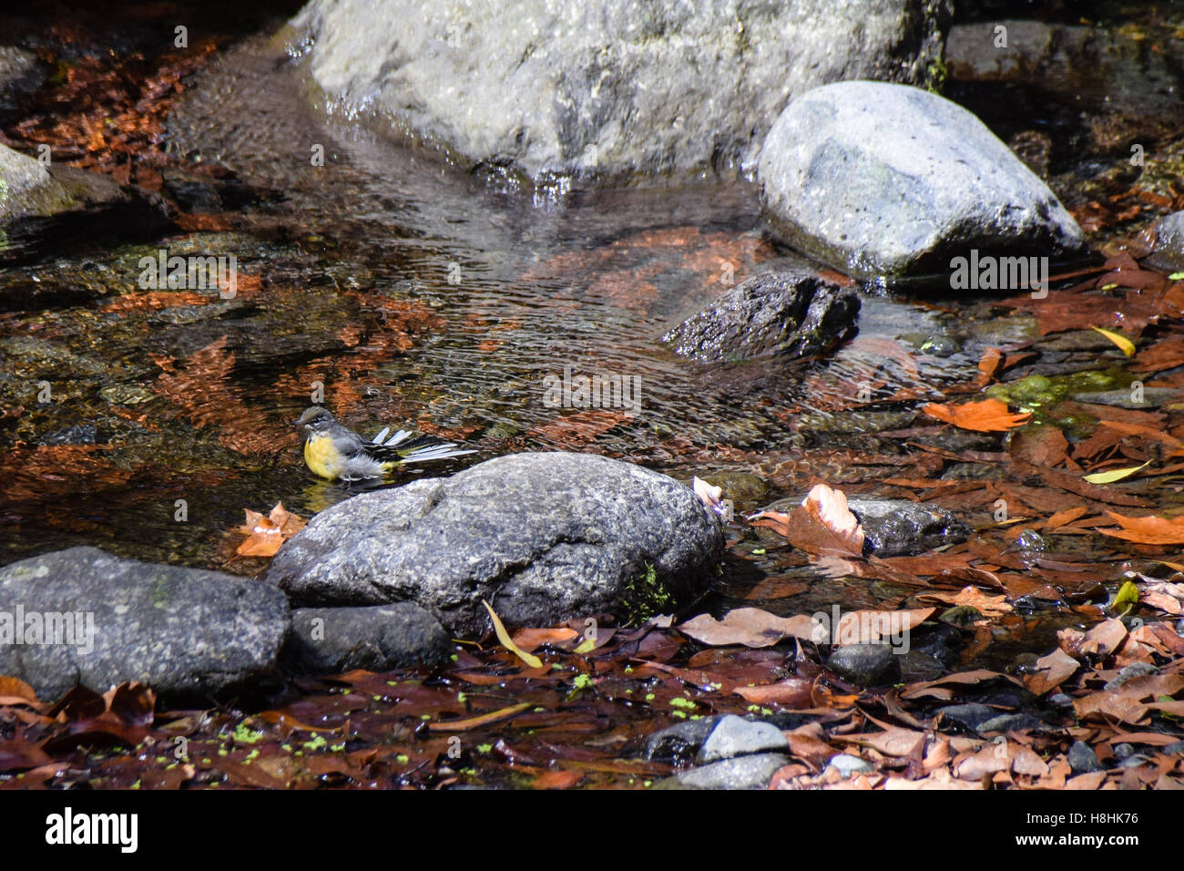 Adult Grey Wagtail (Motacilla cinerea schmitzi) washing in a stream with splayed tail feathers Stock Photo