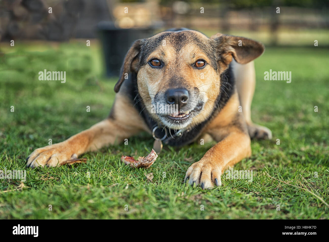 Dog chewing a bone whilst laid outside on grass, this is a cross breed mongrel Stock Photo