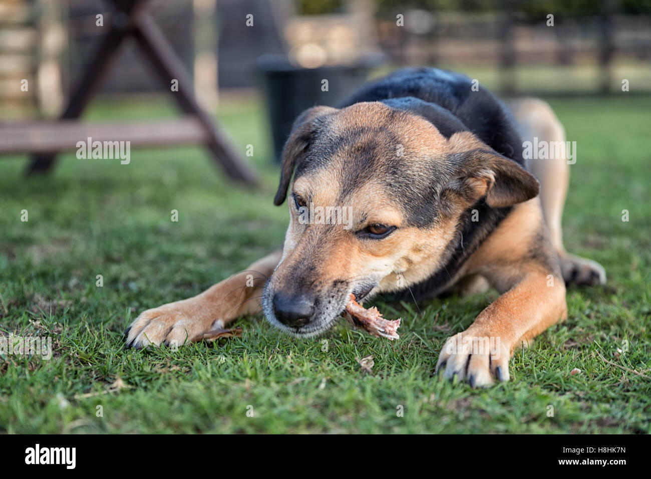 Dog chewing a bone whilst laid outside on grass, this is a cross breed