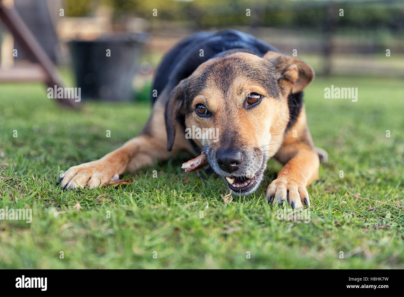 Dog chewing a bone whilst laid outside on grass, this is a cross breed