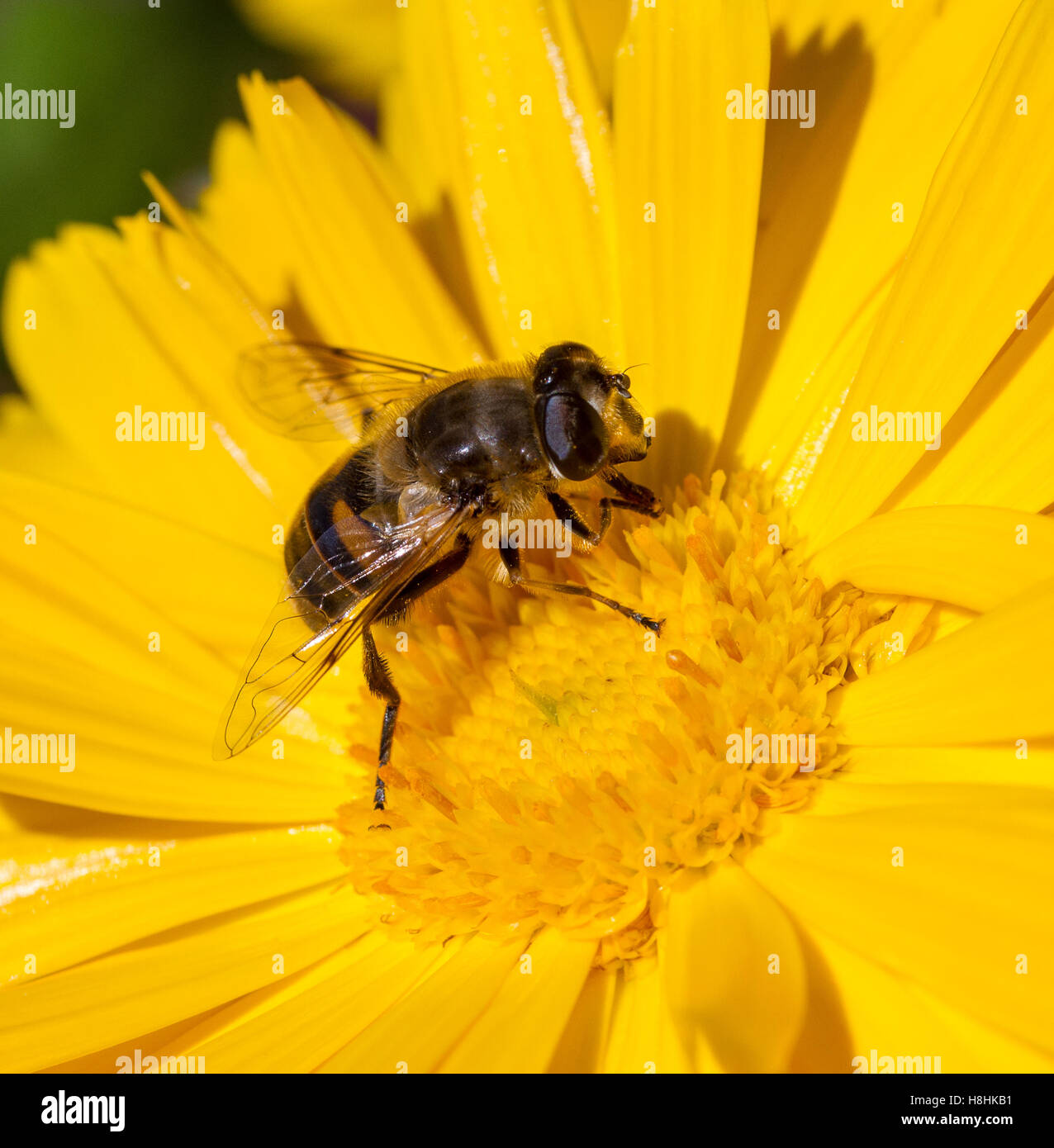 Pollen of flowers hi-res stock photography and images - Alamy