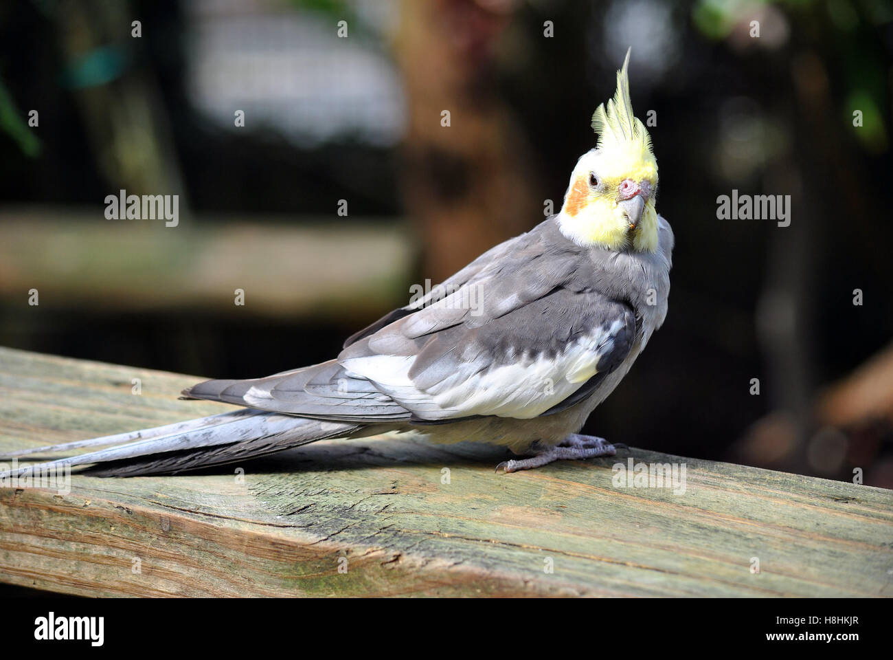 Male Cockatiel Hi-res Stock Photography And Images - Alamy