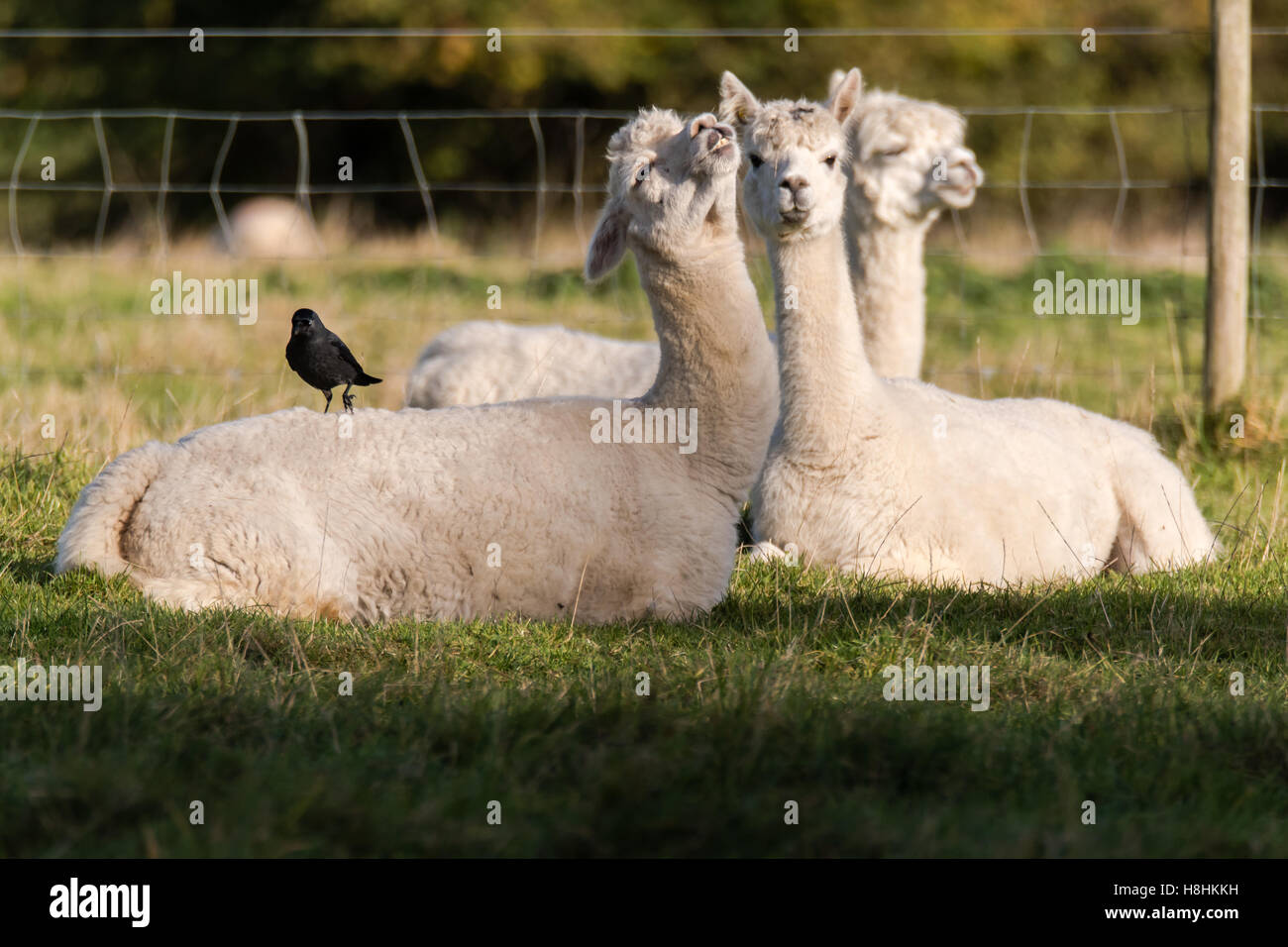 Jackdaw (Corvus monedula) standing on alpaca. Small crow in the family Corvidae resting on back of white alpaca in English field Stock Photo