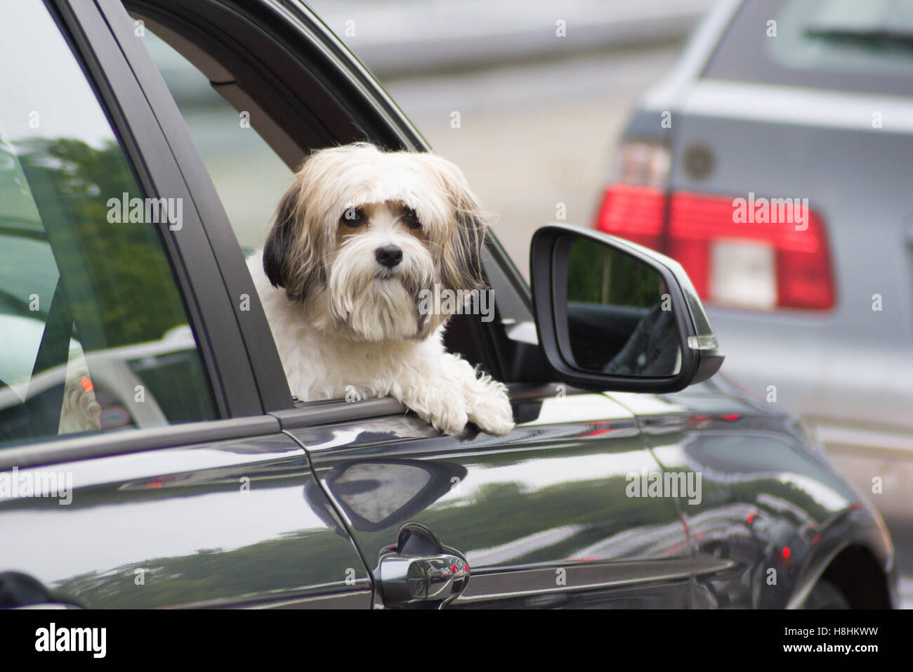 Dog looking out of a car window hires stock photography and images Alamy