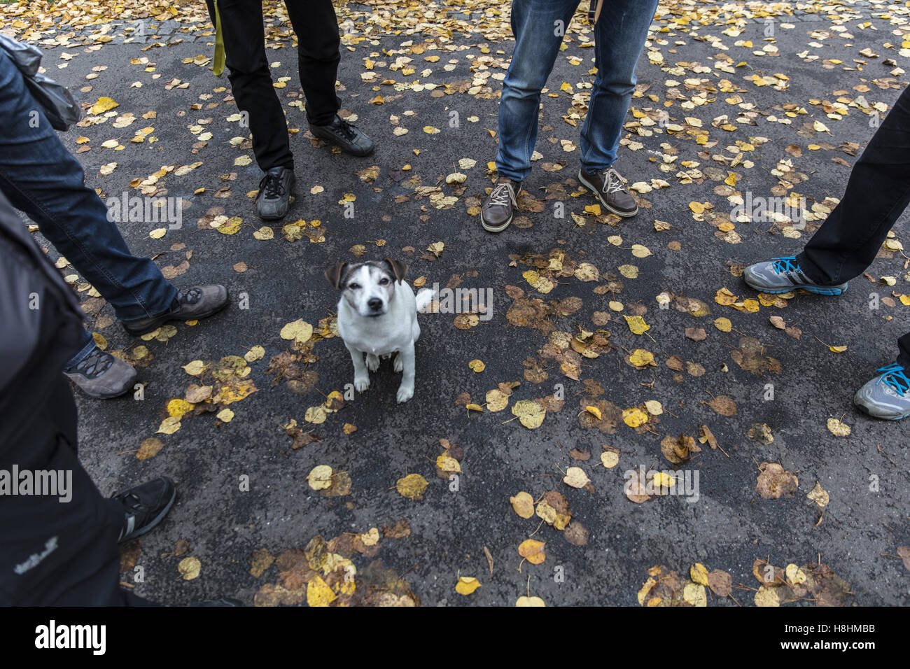 Dog in the middle of the debate Stock Photo