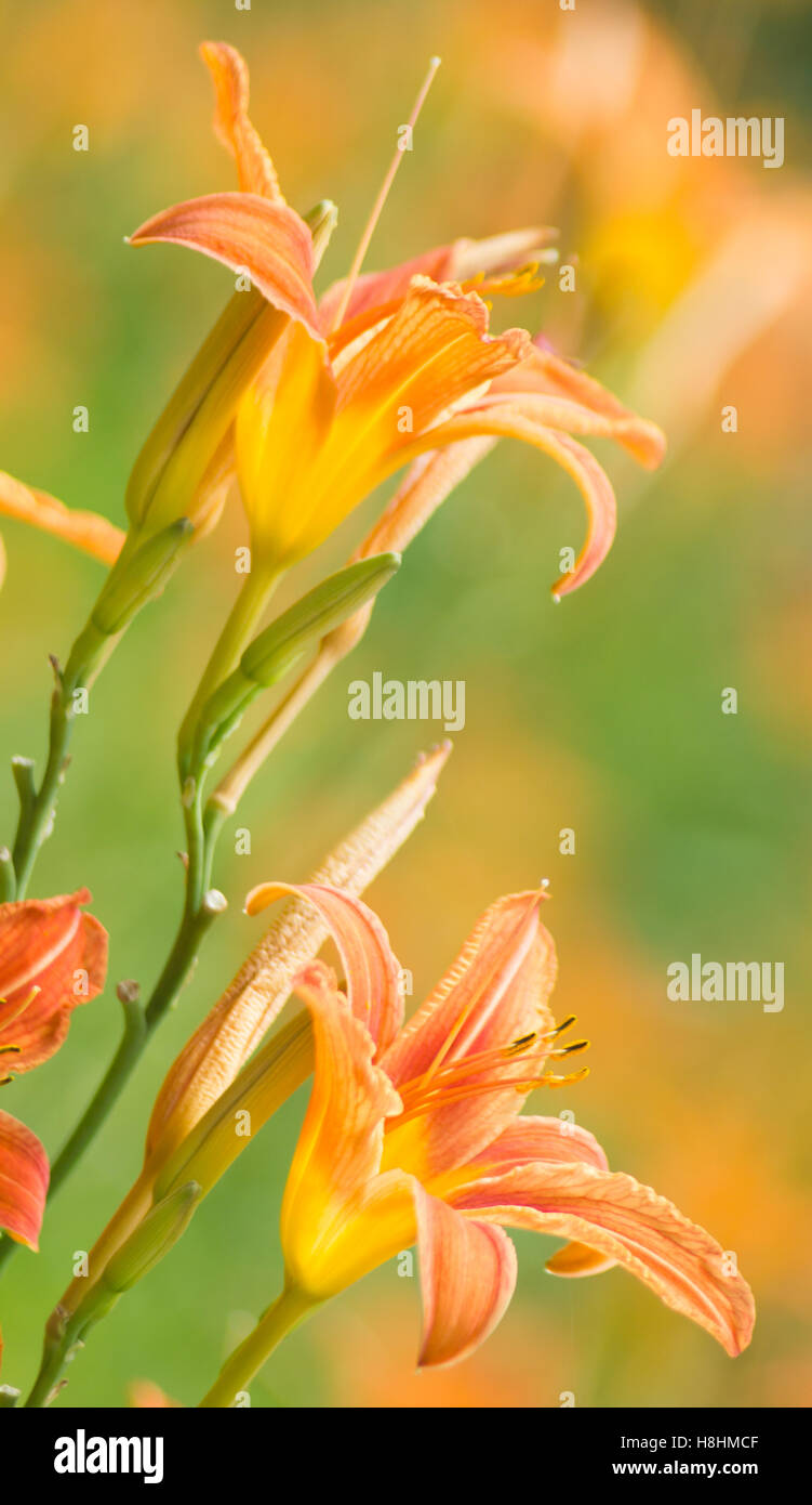 Orange day lily flowers Stock Photo