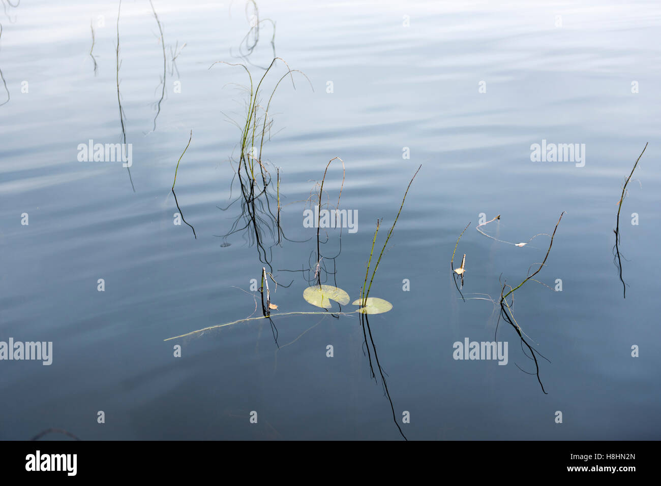 Watery vegetation hi-res stock photography and images - Alamy