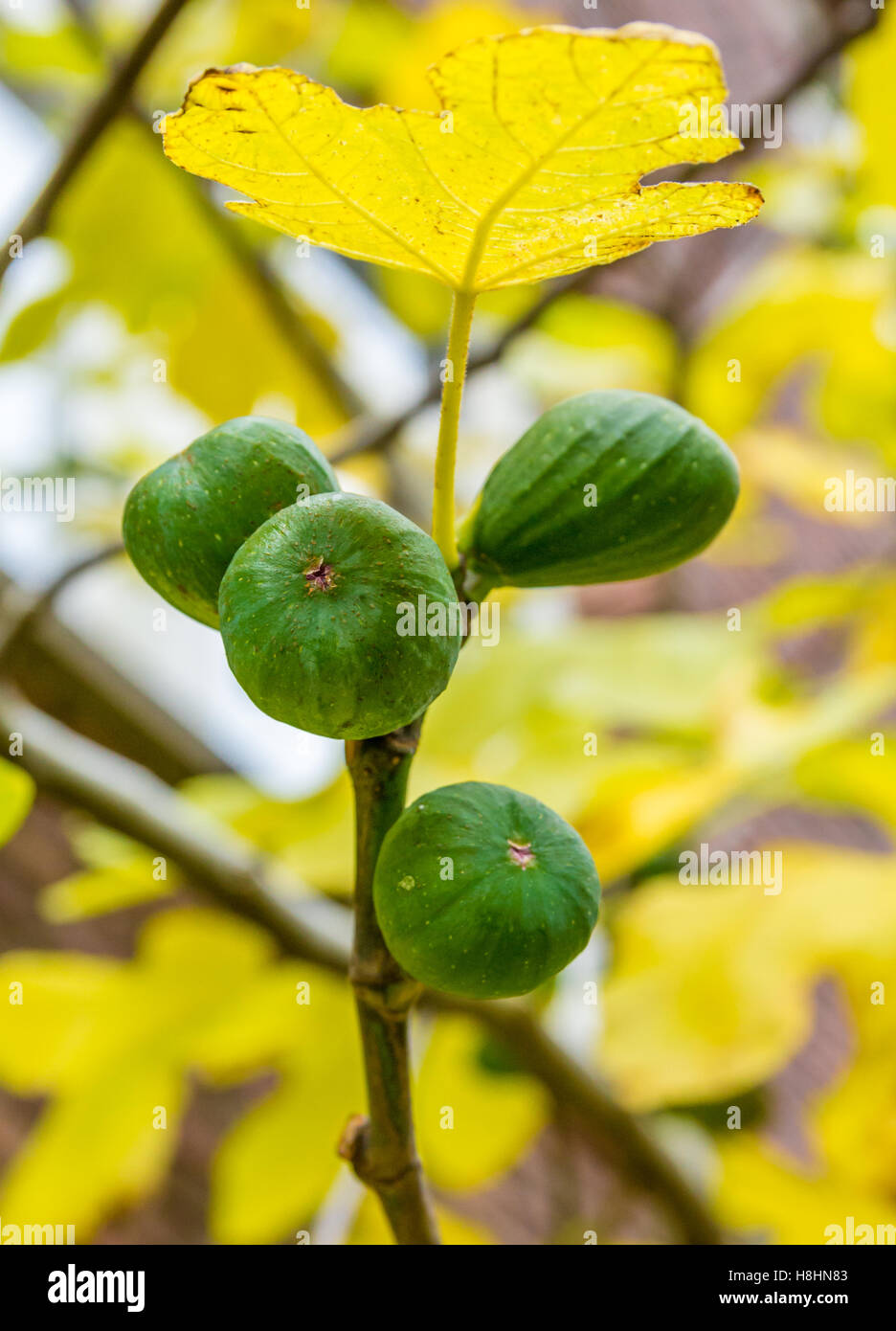 figs ripening on a tree Stock Photo