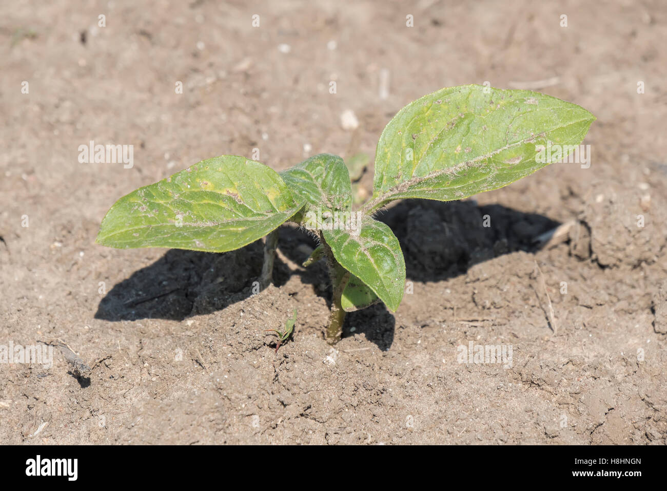 Plant sprout sunflower growing Stock Photo Alamy