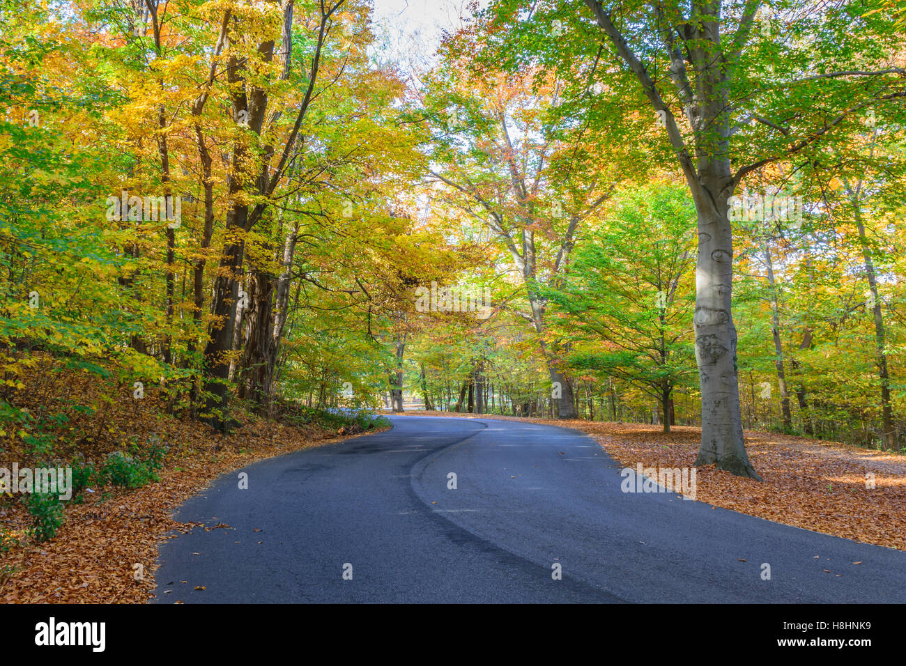 Road winding through trees with fall colors and leaf coverd ground. Cherokee Park Louisville, KY Stock Photo