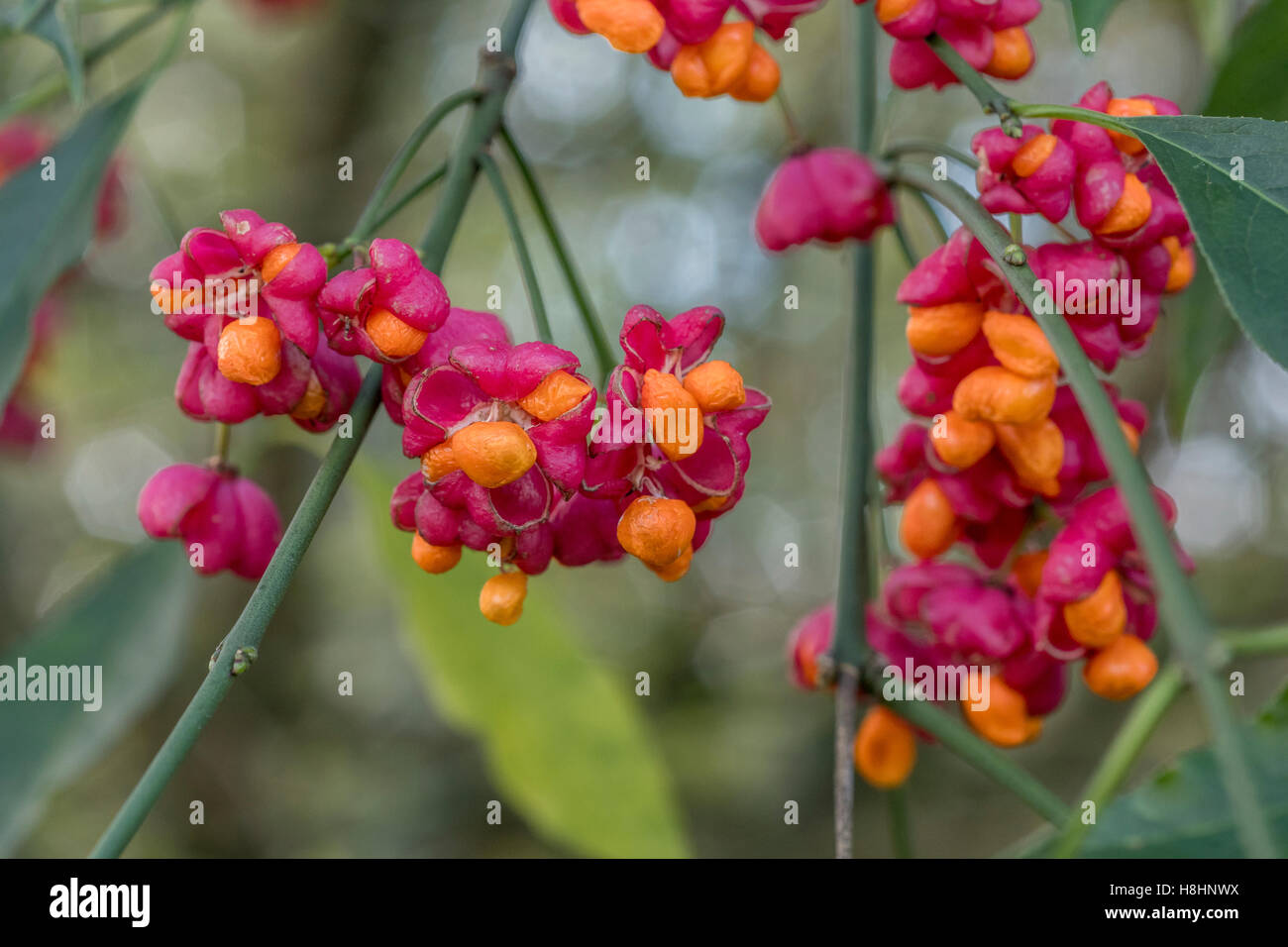 Poisonous berries fruits of the Spindle Tree / Euonymus europaeus. Poisonous British plants