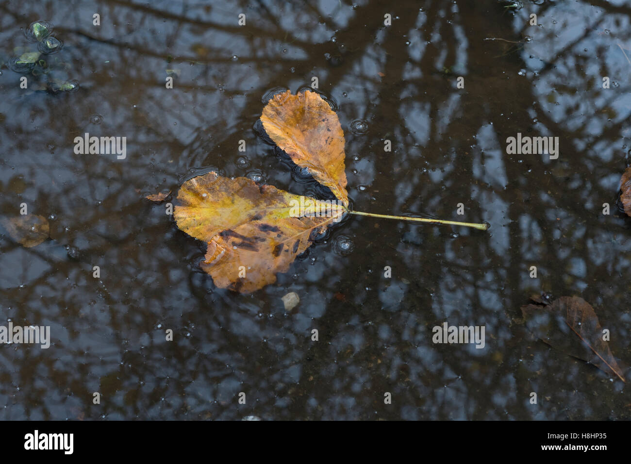 Autumnal Horse Chestnut / Aesculus hippocastanum leaves floating in a puddle of water. Stock Photo