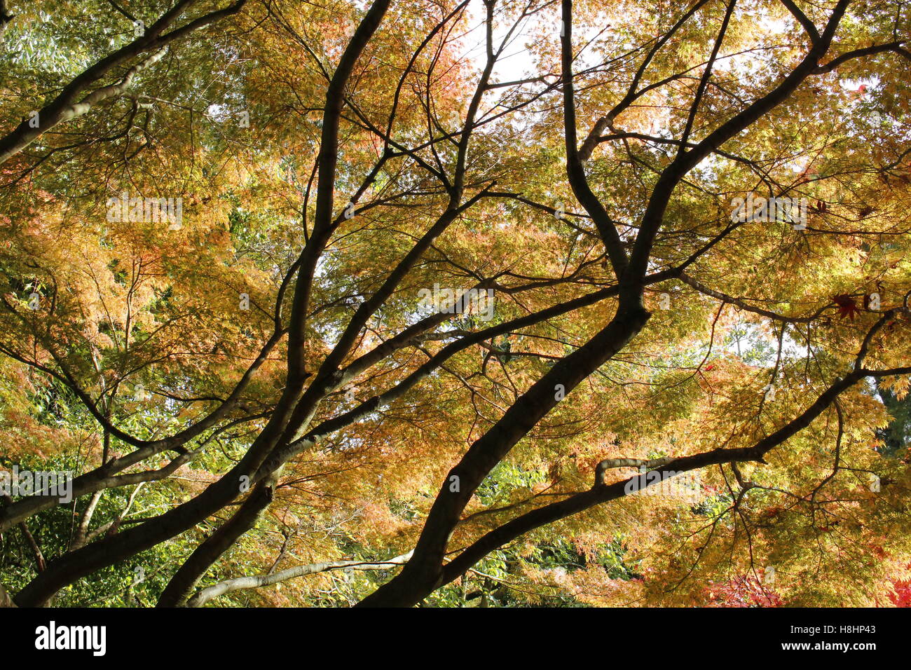 Beautiful Autumn / Fall leaves on park trees, Roath Park arboretum, Cardiff. Stock Photo