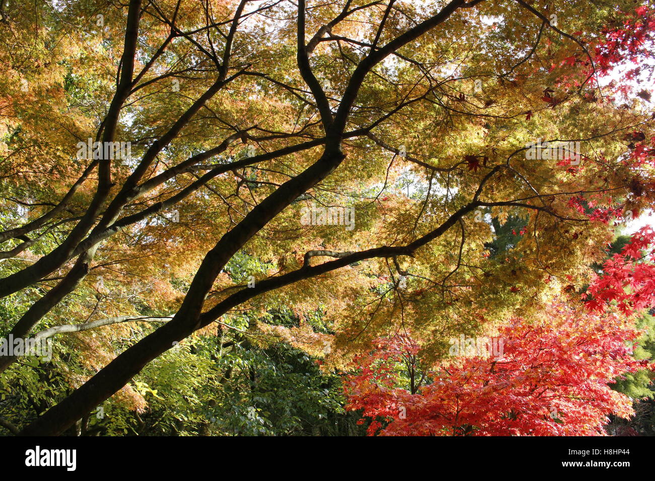 Beautiful Autumn / Fall leaves on park trees, Roath Park arboretum, Cardiff. Stock Photo