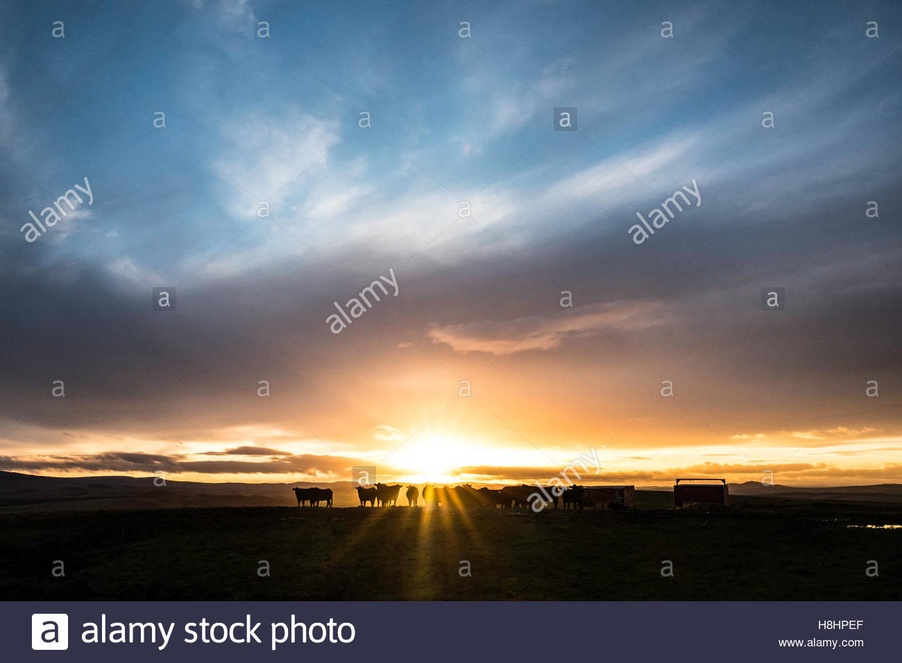 Livestock Feeders Stock Photos Livestock Feeders Stock Images