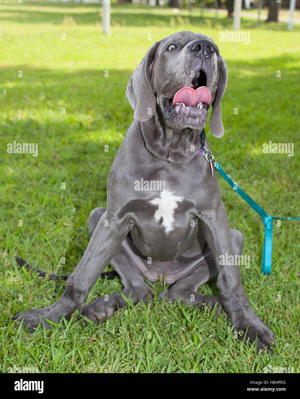 great dane howling