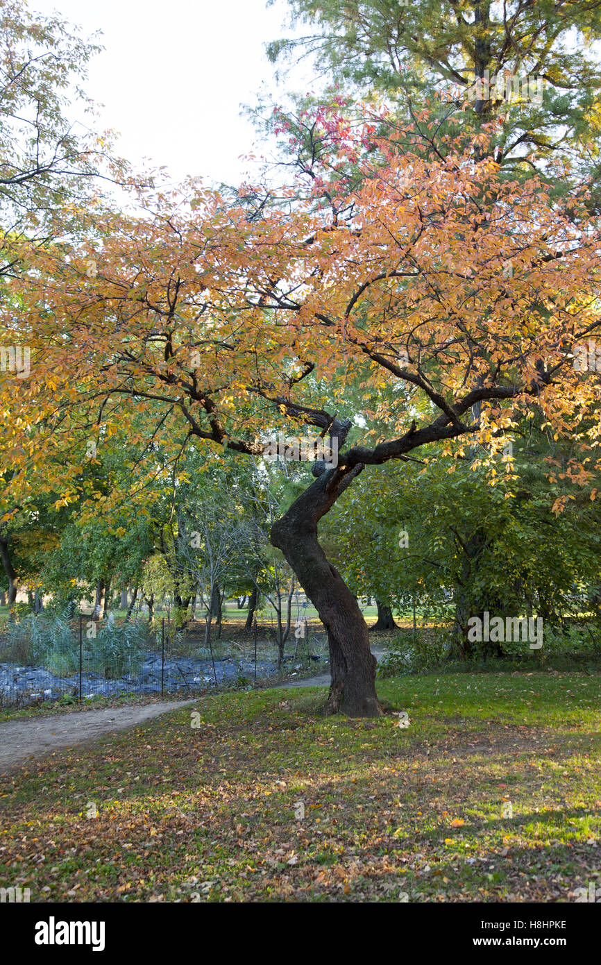Old Black Cherry tree during the autumn in Prospect Park, Brooklyn, NY. Stock Photo