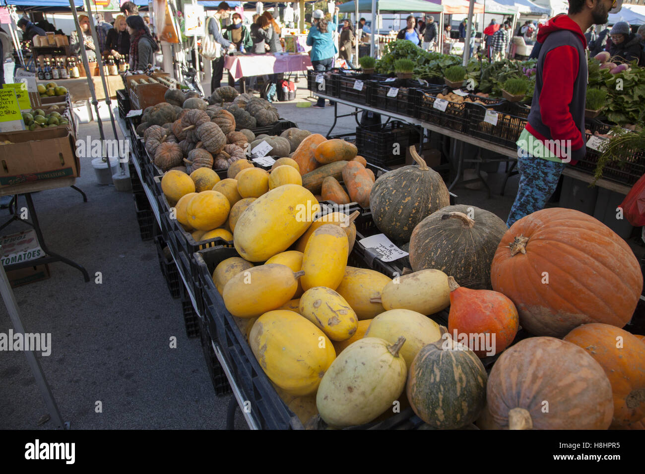 Many varieties of Winter Squash are sold in the autumn at the Grand Army Plaza Farmers Market in