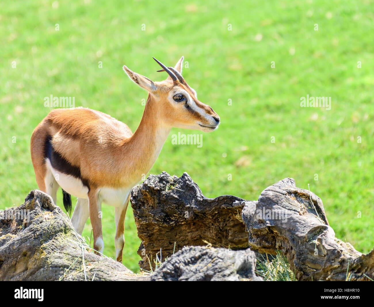 African Thomson's Gazelle (Eudorcas Thomsonii Stock Photo - Alamy