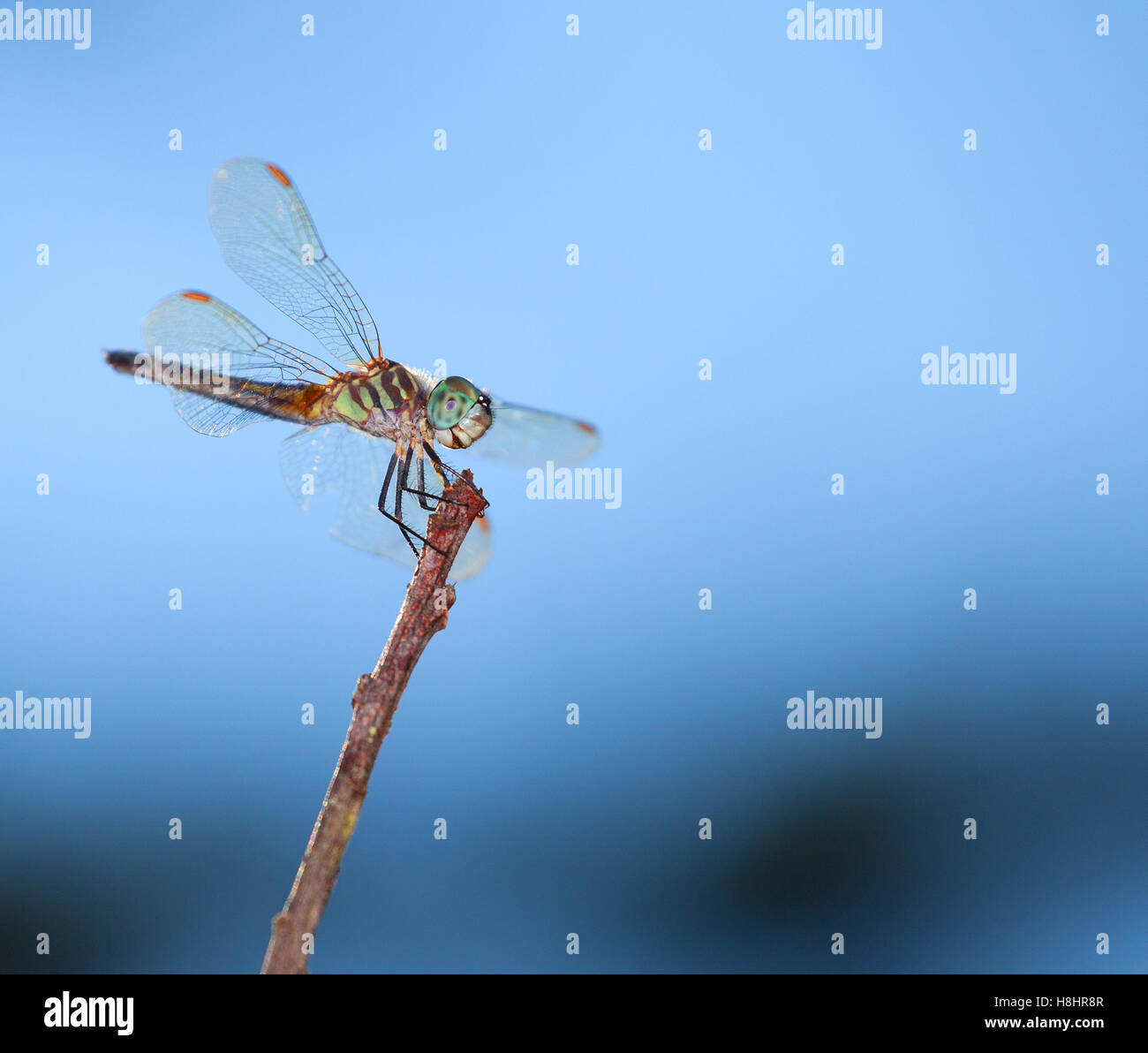 Green dragonfly on a stick that looks like it is smiling Stock Photo ...