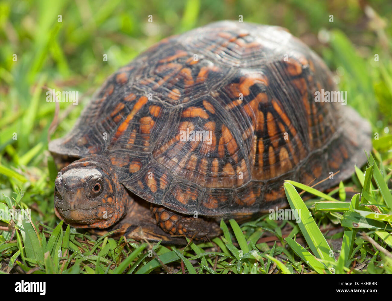 https://c8.alamy.com/comp/H8HRBB/turtle-that-is-about-to-pull-its-head-back-into-its-shell-H8HRBB.jpg