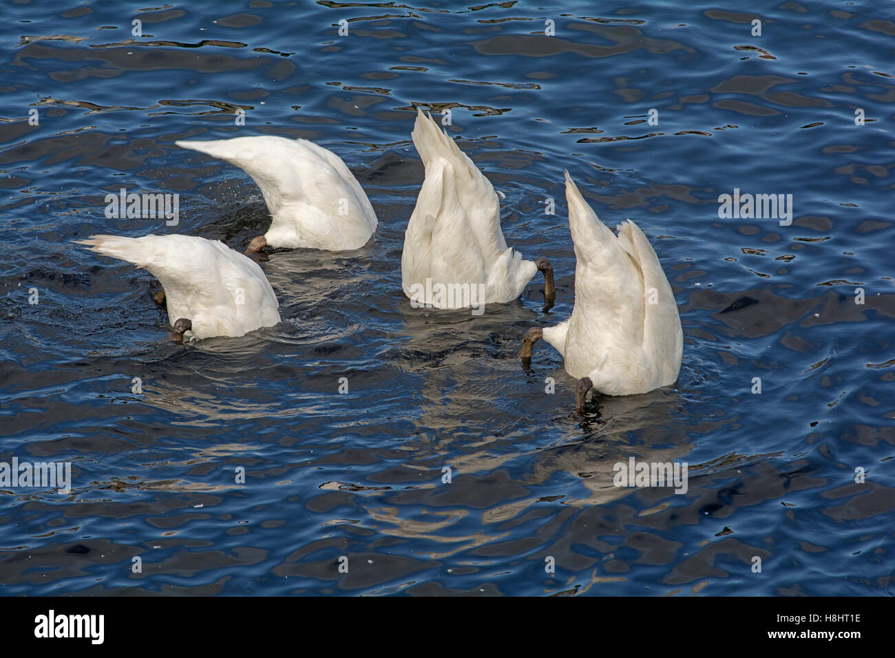Mute swans feeding on vegetation in a river with their tails in the air Stock Photo