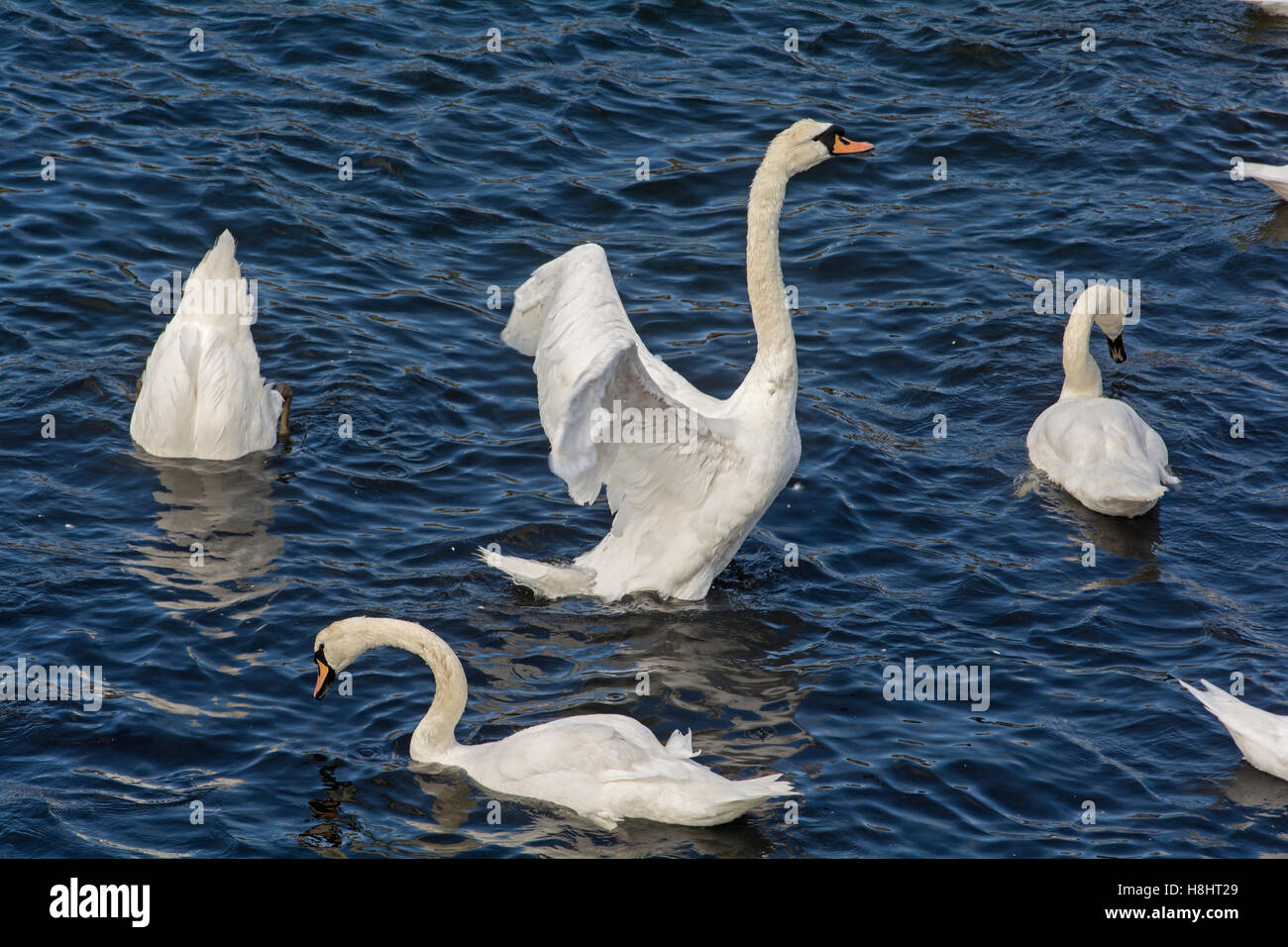 A flock of mute swans swimming peacefully, feeding on vegetation and flapping wings Stock Photo