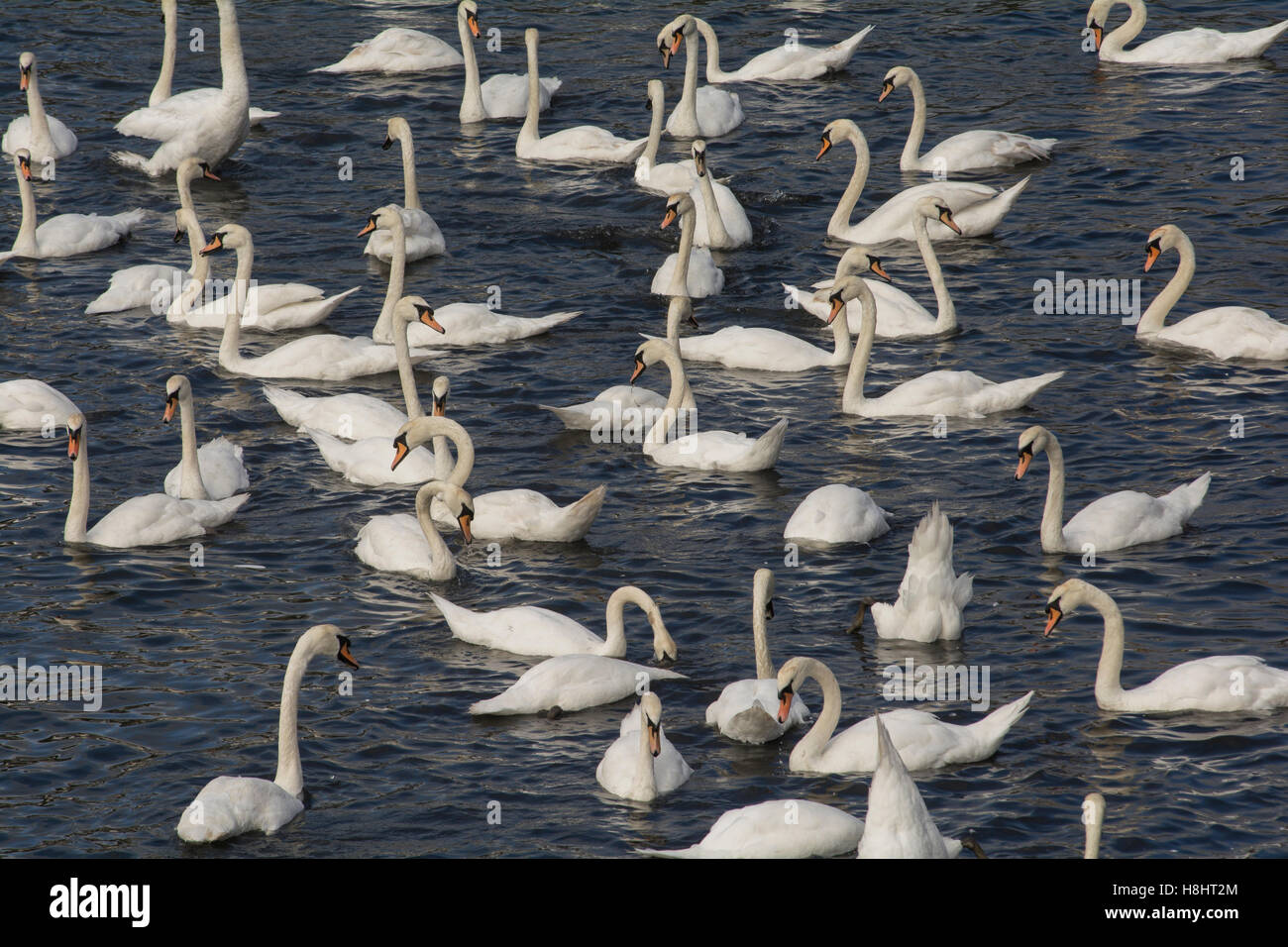 A herd or bevy of mute swans idly swimming and feeding on vegetation under water Stock Photo